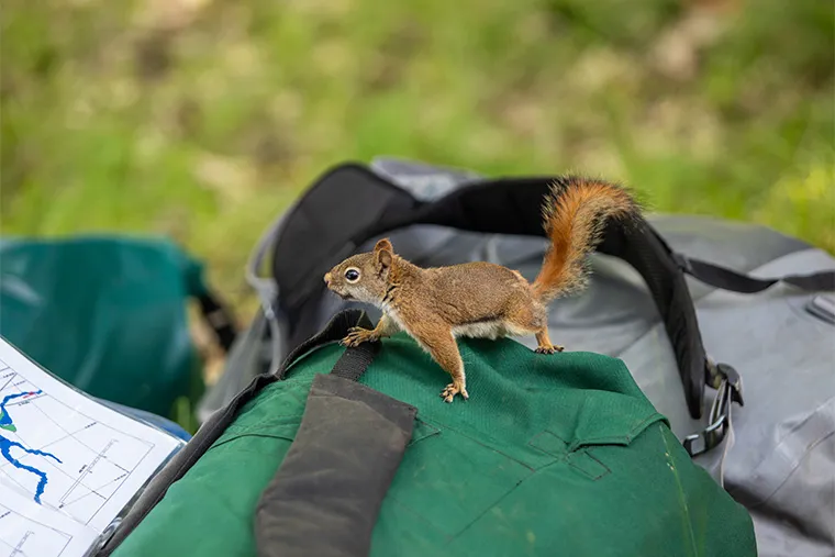 A squirrel on a bag