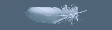 feather-unsplash-revised