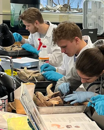 Wheaton College Biology Students Dissecting Fetal Pigs