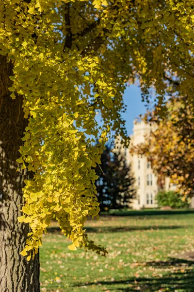 Colorful autumn leaves on the trees at Wheaton College