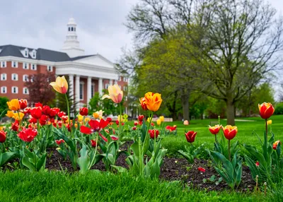 Billy Graham Hall with Tulips