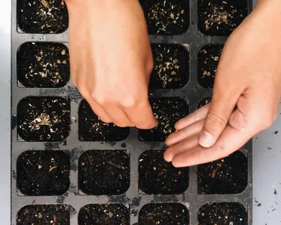 Hands planting seeds in cups 