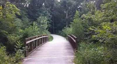 A trail surrounded by trees