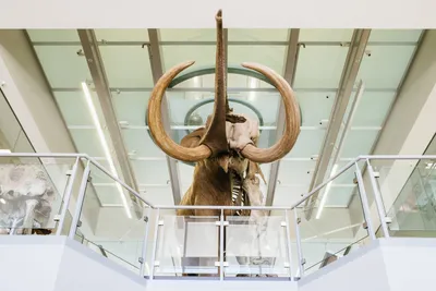 Perry Mastodon View from First Floor