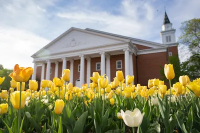 Edman Chapel with Spring Yellow Tulips