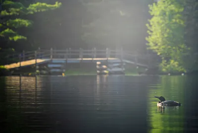 A duck swimming in a lake surrounded by trees