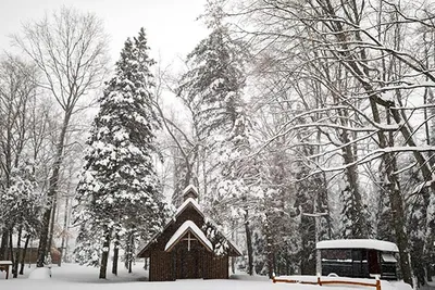 A house and some trees covered by snow