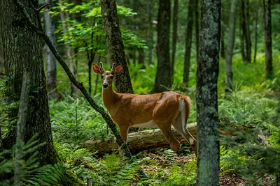 A deer in woods