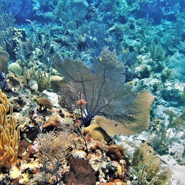 beautiful-coral-undersea-view
