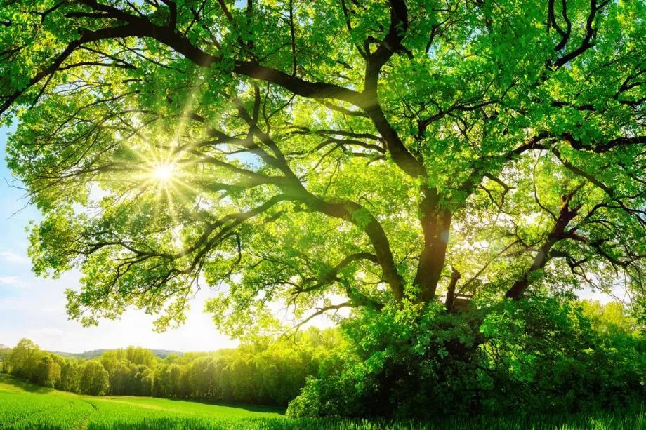 Oak Tree in Sun