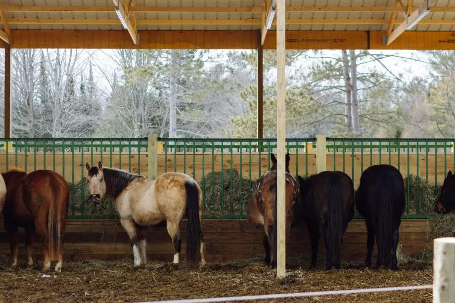 Horses at Feeding