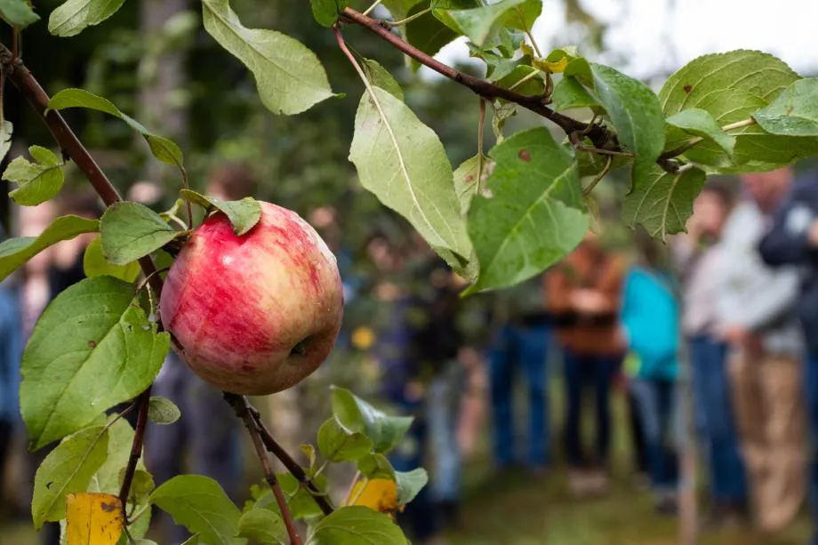 VG Apple Tree