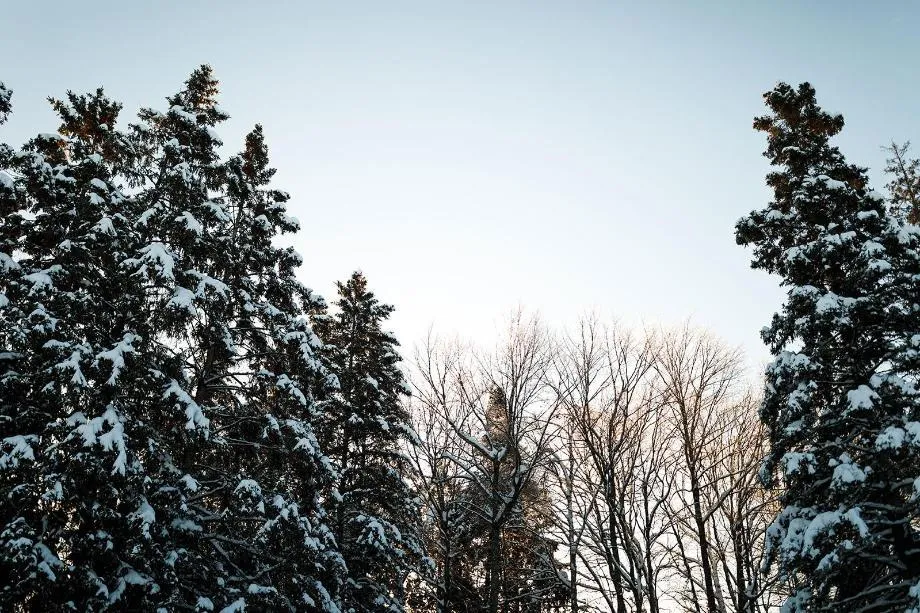 light coming through evening trees in winter at honeyrock