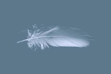 A white feather in front of a blue background