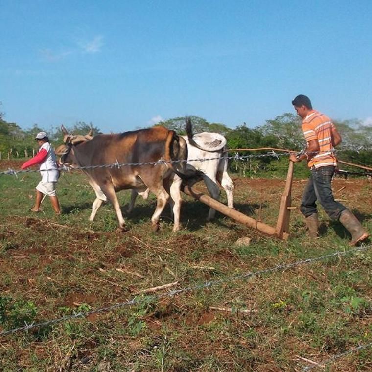 Farmers Plowing Field