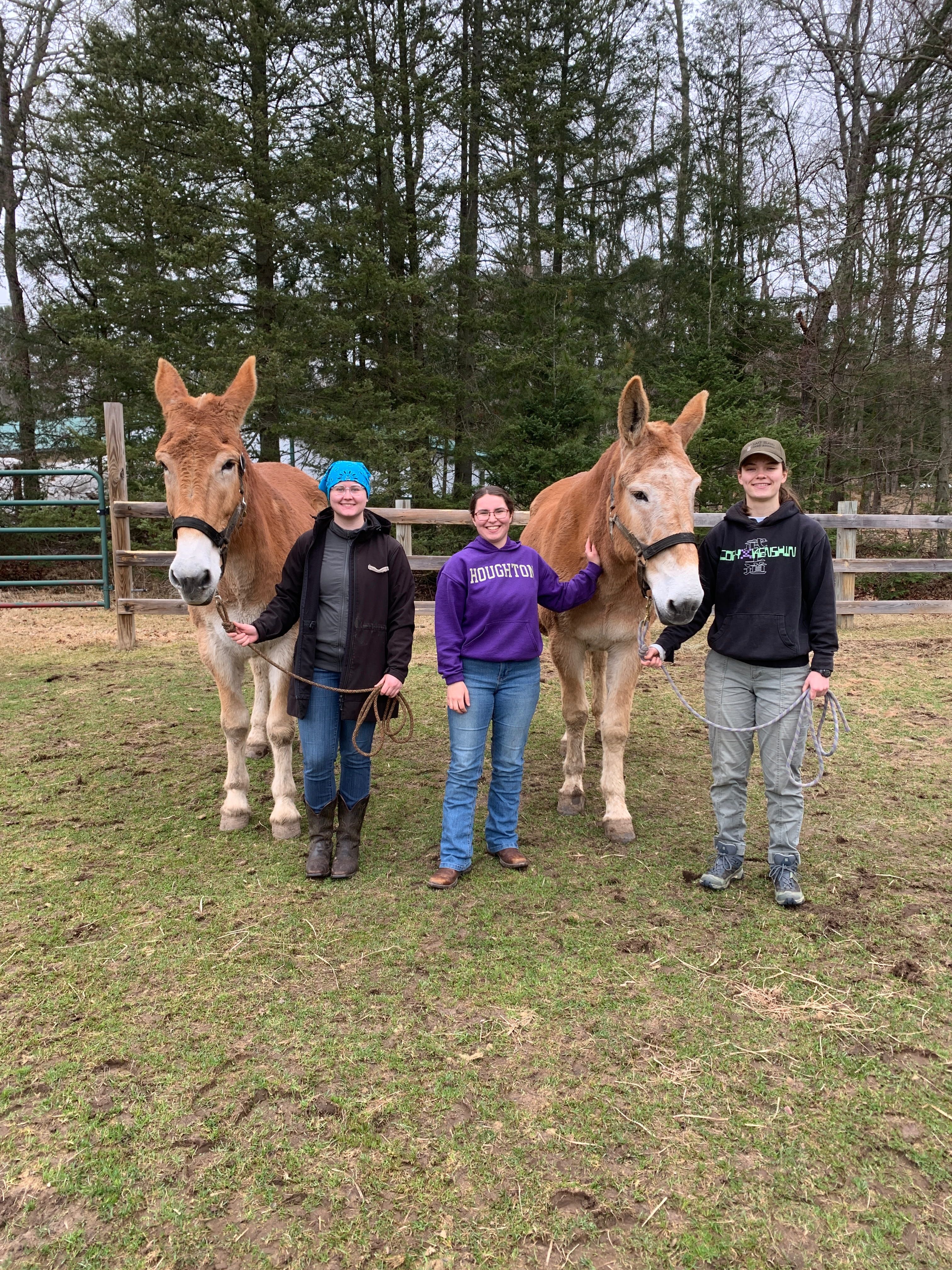 Three students with two mules