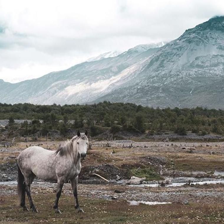 White-Horse-in-chile
