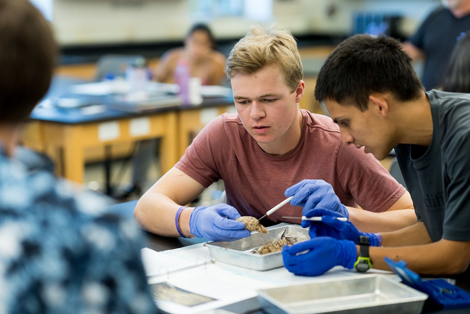 Wheaton College Summer Institute students in lab during neuroscience course