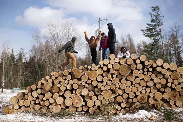 vanguards on a woodpile