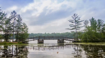 Trees and a bridge going across a lake