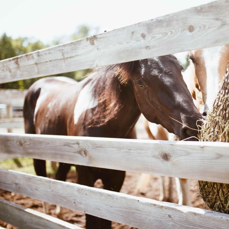 fudge the horse eating hay