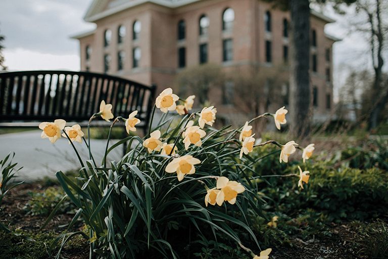 Campus daffodils