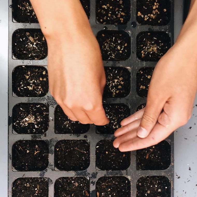 Hands Planting Seeds in Seedcups