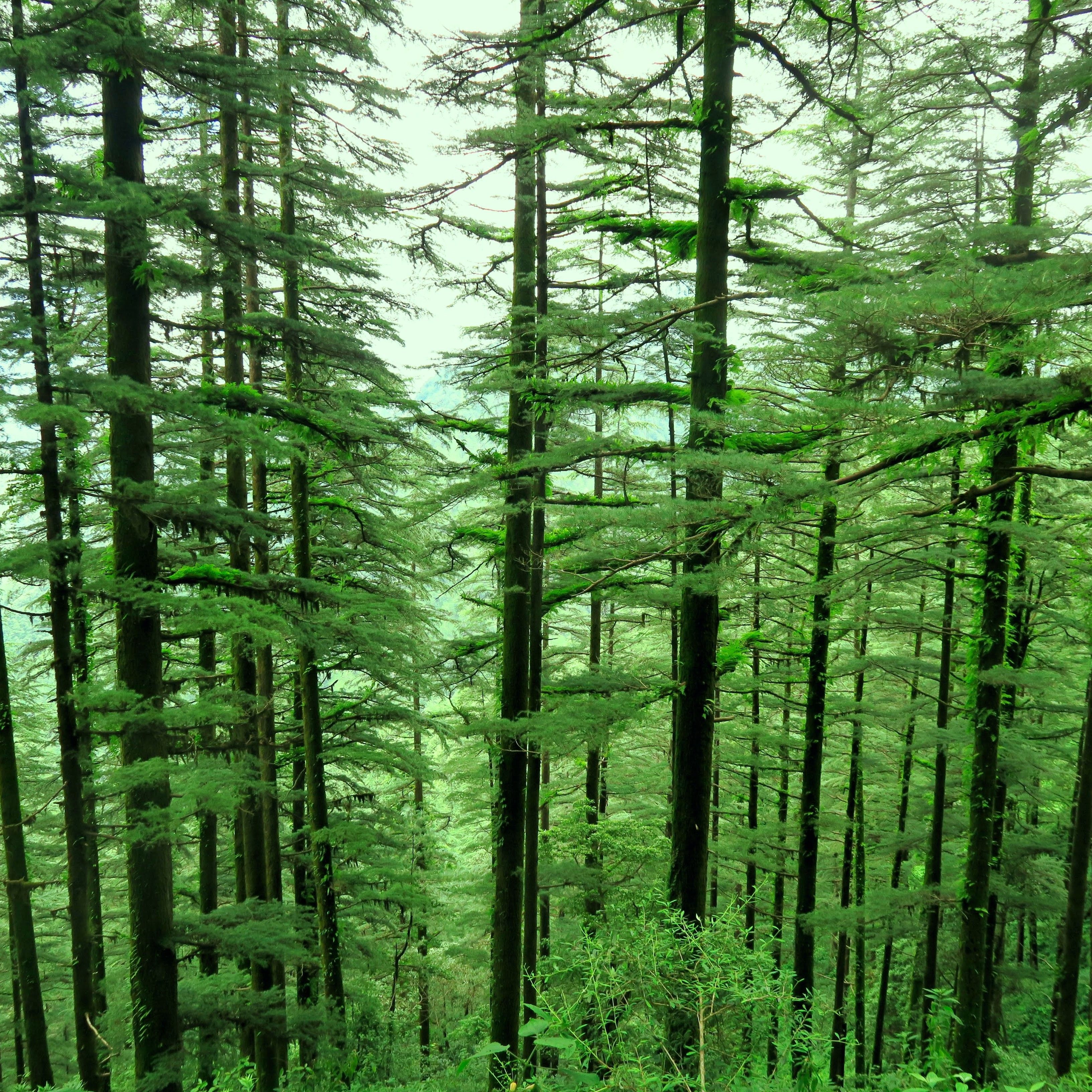 Trees, Jim Beitler, Hansen lecture #1